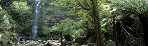 Australian Rainforests Prints: Rainforest