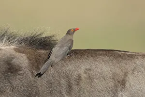 Red-billed Oxpecker (Buphagus erythrorhynchus) feeding upon Wildebeest, Savuti, Botswanan Red-billed Oxpecker (Buphagus erythrorhynchus) feeding upon Wildebeest, Savuti, Botswanan
