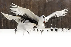 Red crowned cranes, Tsurui, Hokkaido, Japan Red crowned cranes, Tsurui, Hokkaido, Japan