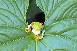 Red-eyed Tree Frog (Agalychins callydrias) emerging from a leaf, Costa Rica Red-eyed Tree Frog (Agalychins callydrias) emerging from a leaf, Costa Rica