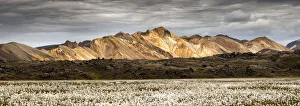 Rhyolite mountains, In the foreground cottongrass field, Landmannalaugar, South Iceland Rhyolite mountains, In the foreground cottongrass field, Landmannalaugar, South Iceland
