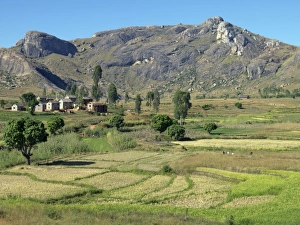 Rice paddies and a Betsileo hamlet near Ambalavao Rice paddies and a Betsileo hamlet near Ambalavao