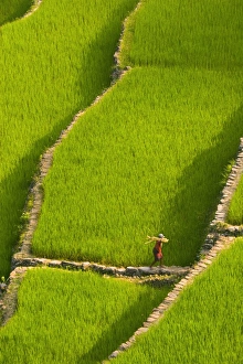 Batad Rice Terraces Print, Luzon Island Philippines