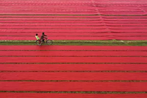 Riding bicycle middle of the drying red fabrics under sunlight, Narsingdi, Bangladesh Riding bicycle middle of the drying red fabrics under sunlight, Narsingdi, Bangladesh
