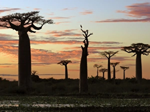 Rights Managed Print of The Avenue of Baobabs at Sunrise