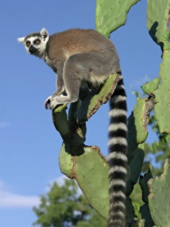 Madagascar Biodiversity Hotspot Prints: A ring-tailed lemur