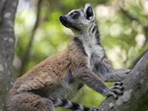 Images Dated 30th December 2005: A ring-tailed lemur (Lemur catta) in the Canyon des makis