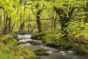 River Fowey running through verdant Spring woodland at Golitha Falls on Bodmin Moor River Fowey running through verdant Spring woodland at Golitha Falls on Bodmin Moor