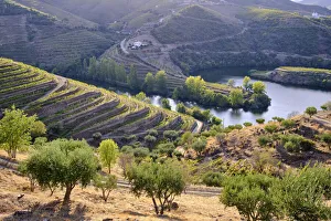River Tedo, a tributary of the Douro river, and Quinta do Tedo with the terraced River Tedo, a tributary of the Douro river, and Quinta do Tedo with the terraced
