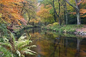 The River Teign surrounded by autumnal foliage, near Fingle Bridge in Dartmoor National The River Teign surrounded by autumnal foliage, near Fingle Bridge in Dartmoor National