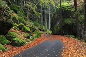 Road passing throught Masino Forest in autumn, val Masino, province of Sondrio, Lombardy Road passing throught Masino Forest in autumn, val Masino, province of Sondrio, Lombardy