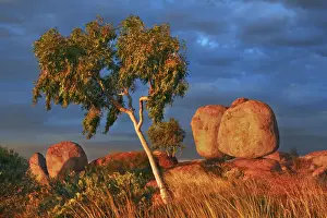 Devils Marbles Australia Prints: Rock formation at Devils Marbles with eucalyptus - Australia, Northern Territory