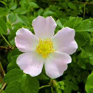 Rosa Canina or Dog Rose - the true wild English Rose that inspired the expression Rosa Canina or Dog Rose - the true wild English Rose that inspired the expression