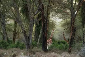 Nakuru Collection: Rothschild's giraffe (Giraffa camelopardalis rothschildi), in the forest of Lake Nakuru National