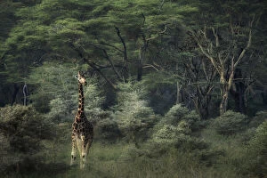 Nakuru Collection: Rothschilds giraffe in Lake Nakuru National Park, Kenya