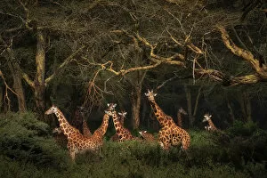 Nakuru Collection: Rothschild's giraffes (Giraffa camelopardalis rothschildi), in the forest of Lake Nakuru National