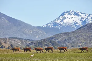 A row of cows and a flamingo in the Laguna Terraplen valley, Trevelin, Chubut, Patagonia, Argentina A row of cows and a flamingo in the Laguna Terraplen valley, Trevelin, Chubut, Patagonia, Argentina