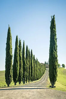 Rows of cyprus trees at Agritourismo Poggio Covili, Castiglione d'Orcia, Val Rows of cyprus trees at Agritourismo Poggio Covili, Castiglione d'Orcia, Val
