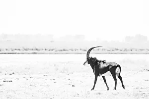Sable, Chobe River, Chobe National Park, Botswana Sable, Chobe River, Chobe National Park, Botswana