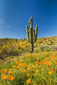 Saguaro Cactus & Poppies, Peridot, Arizona, USA Saguaro Cactus & Poppies, Peridot, Arizona, USA
