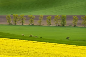 Scenic view of fields near Kyjov, Hodonin District, South Moravian Region, Moravia Scenic view of fields near Kyjov, Hodonin District, South Moravian Region, Moravia