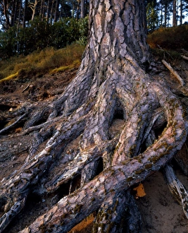 Scotland Nature Photography Prints: Scots Pine at Glenferness