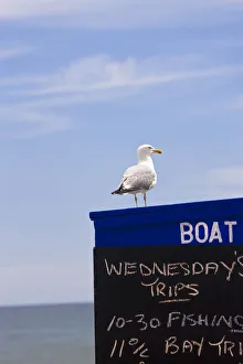 Sea gull sat on boat trip hut, Goodrington, Devon, UK Sea gull sat on boat trip hut, Goodrington, Devon, UK