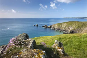 Sea thrift flowering on the clifftops above Carrick Luz, with views to the Lizard Sea thrift flowering on the clifftops above Carrick Luz, with views to the Lizard