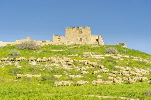 Sheep grazing at the abandoned village of Petrofani, Athienou, Larnaca District, Cyprus Sheep grazing at the abandoned village of Petrofani, Athienou, Larnaca District, Cyprus