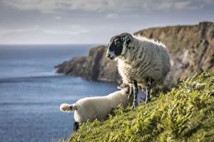 Sheep on the north west coast of the Trotternish Peninsula, Isle of Skye, Highlands Sheep on the north west coast of the Trotternish Peninsula, Isle of Skye, Highlands