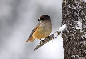 Siberian Jay (Perisoreus infaustus) perched on branch, Kuusamo, Finland Siberian Jay (Perisoreus infaustus) perched on branch, Kuusamo, Finland