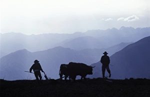 Silhouette of ploughmen with oxen, Colca Canyon, Peru Silhouette of ploughmen with oxen, Colca Canyon, Peru