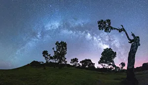 Silhouettes of trees under the Milky Way arch in the starry night sky, Fanal forest Silhouettes of trees under the Milky Way arch in the starry night sky, Fanal forest
