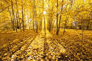 Silver Birch Trees in Autumn, New Zealand Silver Birch Trees in Autumn, New Zealand