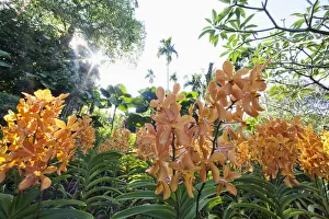 Singapore, Botanic Gardens, Orchid Gardens Singapore, Botanic Gardens, Orchid Gardens