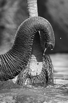Loxodonta Africana Photos Prints: Small Elephant trunk, Chobe River, Chobe National Park, Botswana