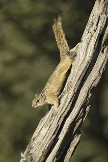 Smiths Bush Squirrel Print, Chobe National Park, Botswana