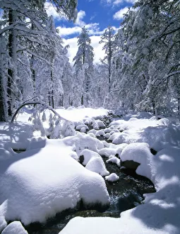 Snowy Pine Trees Prints: Snow-Covered Pine Trees & Stream, Flagstaff, Arizona, USA