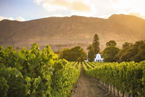 South Africa, Western Cape, Constantia, Buitenverwachting Wine Farm South Africa, Western Cape, Constantia, Buitenverwachting Wine Farm