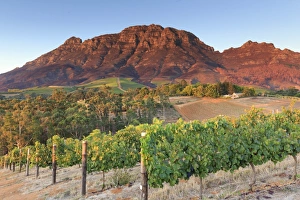 South Africa, Western Cape, Stellenbosch, Tokara Wine Estate South Africa, Western Cape, Stellenbosch, Tokara Wine Estate