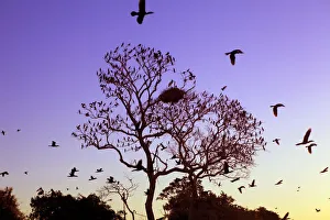 South America, Brazil, Mato Grosso do Sul, a tree in the Pantanal with nesting Jabiru South America, Brazil, Mato Grosso do Sul, a tree in the Pantanal with nesting Jabiru