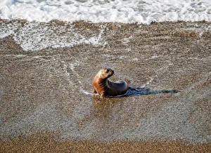 South American Sea Lion Pup (Otaria flavescens), Punta Norte, Valdes Peninsula, UNESCO South American Sea Lion Pup (Otaria flavescens), Punta Norte, Valdes Peninsula, UNESCO