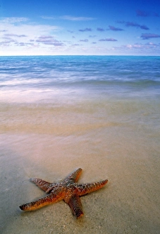 Starfish On Beach Prints: Starfish on beach