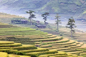 Stilt huts and trees set in rice terrace at harvest time, Tu Le, Yen Bai Province Stilt huts and trees set in rice terrace at harvest time, Tu Le, Yen Bai Province