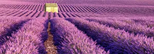 Stone Barn in Field of Lavender, Provence, France Stone Barn in Field of Lavender, Provence, France