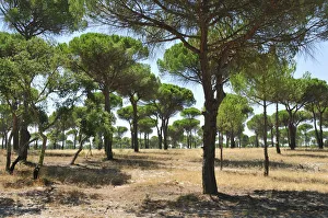 Stone pine forest, Comporta. Alentejo, Portugal Stone pine forest, Comporta. Alentejo, Portugal