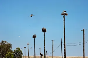 Storks, Castro Verde, Alentejo, Portugal Storks, Castro Verde, Alentejo, Portugal