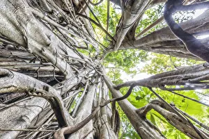 Strangler fig, Tangkoko National Park, Northern Sulawesi, Indonesia Strangler fig, Tangkoko National Park, Northern Sulawesi, Indonesia