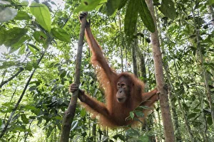 Sumatran orangutan, Pongo Abelii, Gunung Leuser National Park, Sumatra, Indonesia Sumatran orangutan, Pongo Abelii, Gunung Leuser National Park, Sumatra, Indonesia