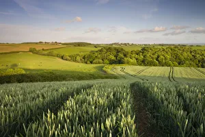 Summer crop field in rural mid Devon looking towards the village of Morchard Bishop Summer crop field in rural mid Devon looking towards the village of Morchard Bishop